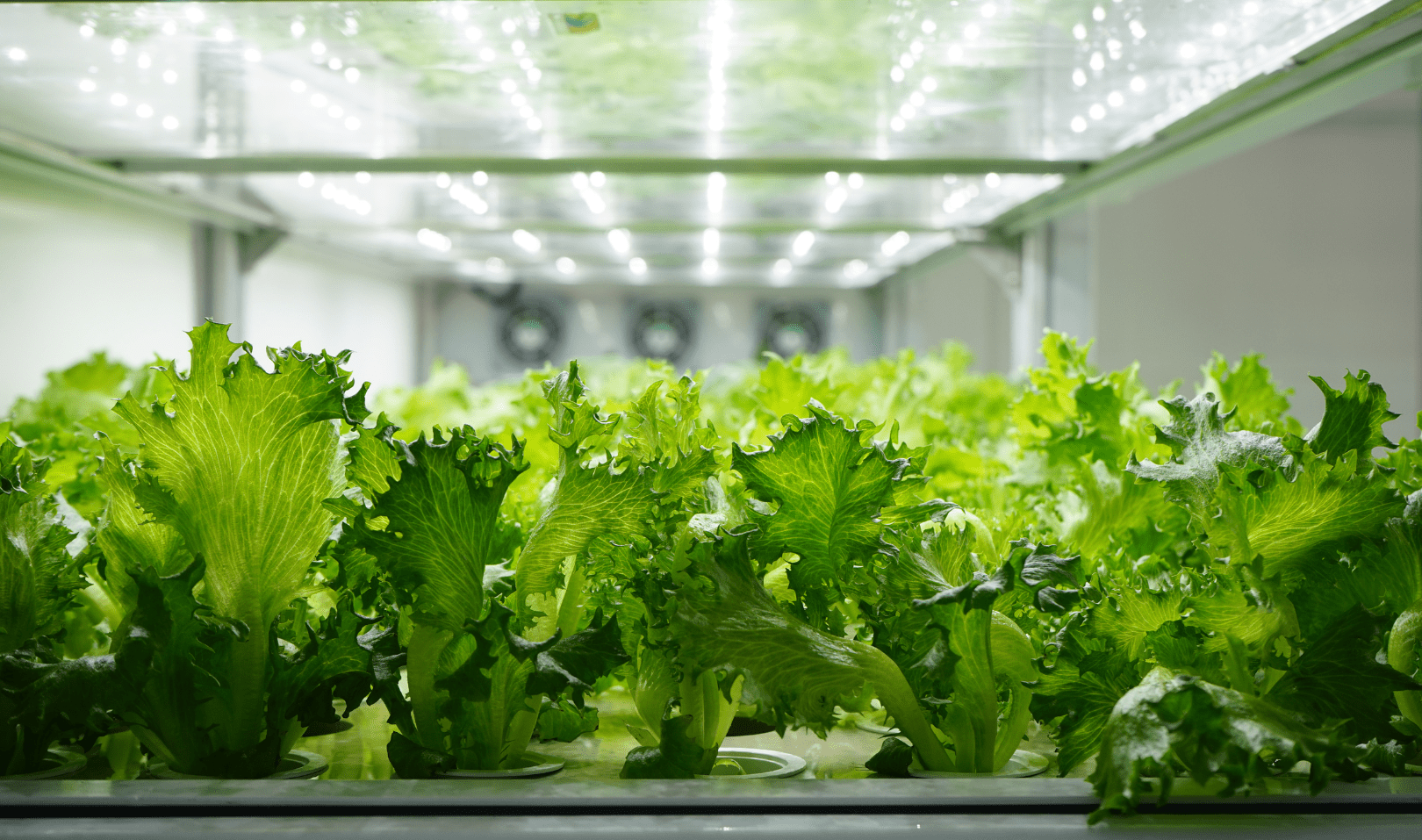 地球に優しく、食卓に豊かさを。